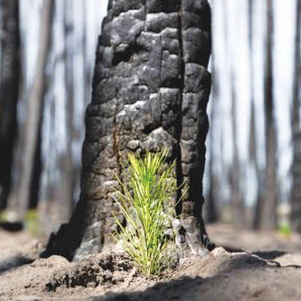 This Black Friday, Africology Goes Green