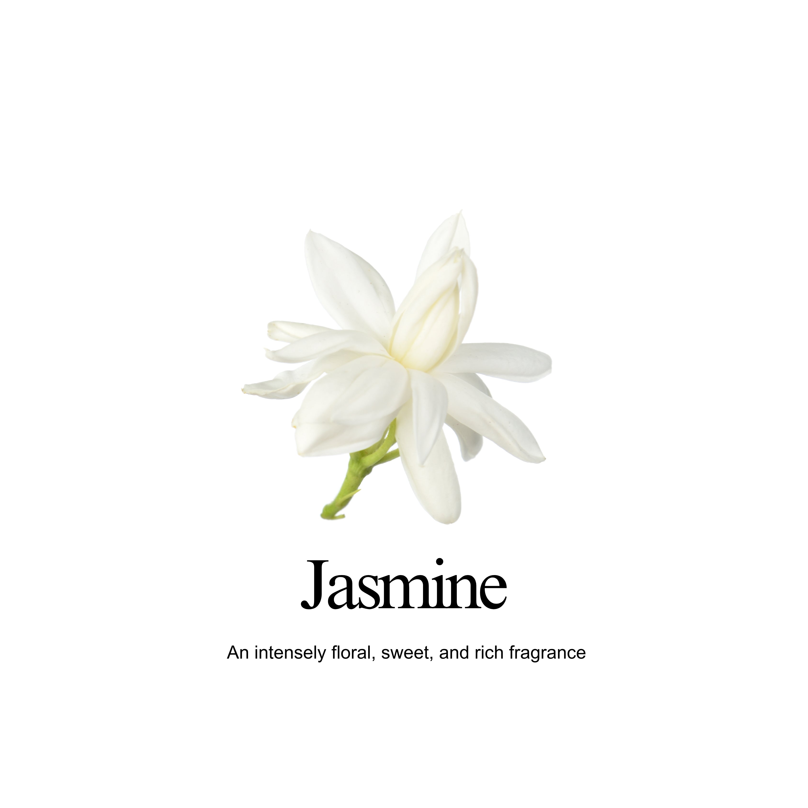 Jasmine Body Balm