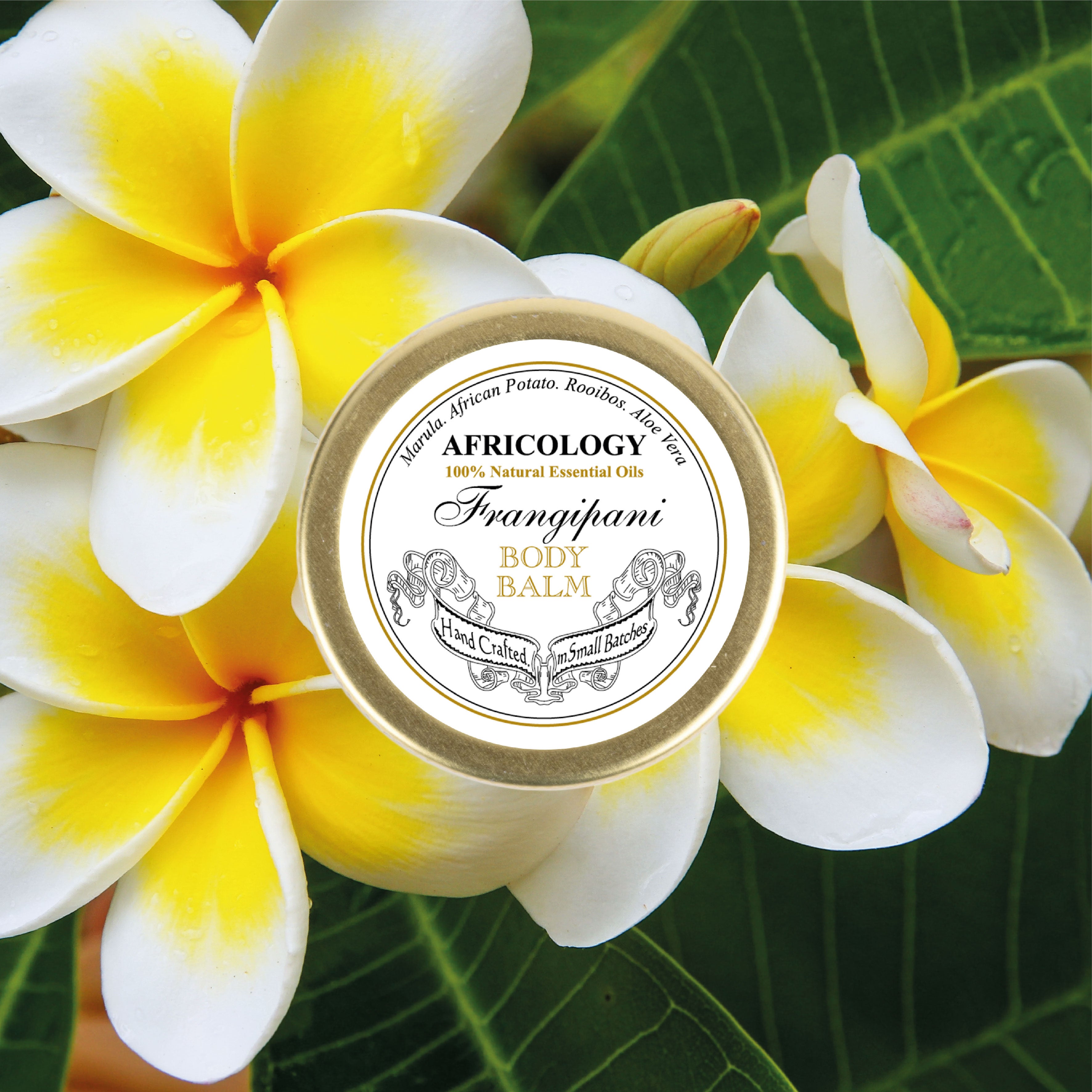 Frangipani Body Balm
