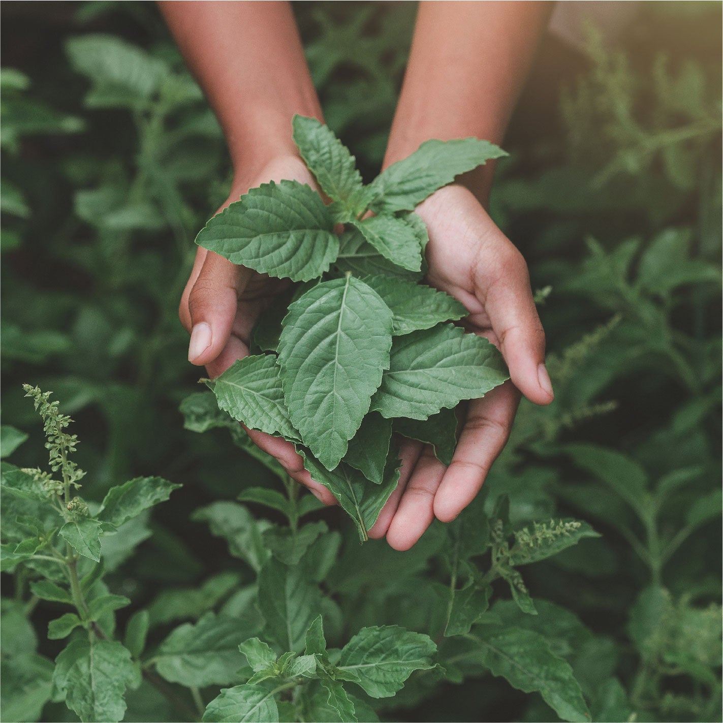 Green Friday Gratitude